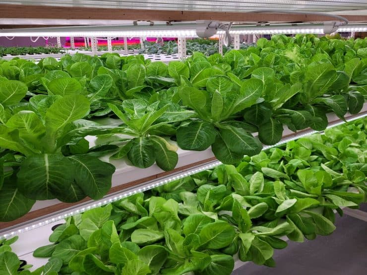 Greenbugs Farms: Bridging the divide between freshness and food security