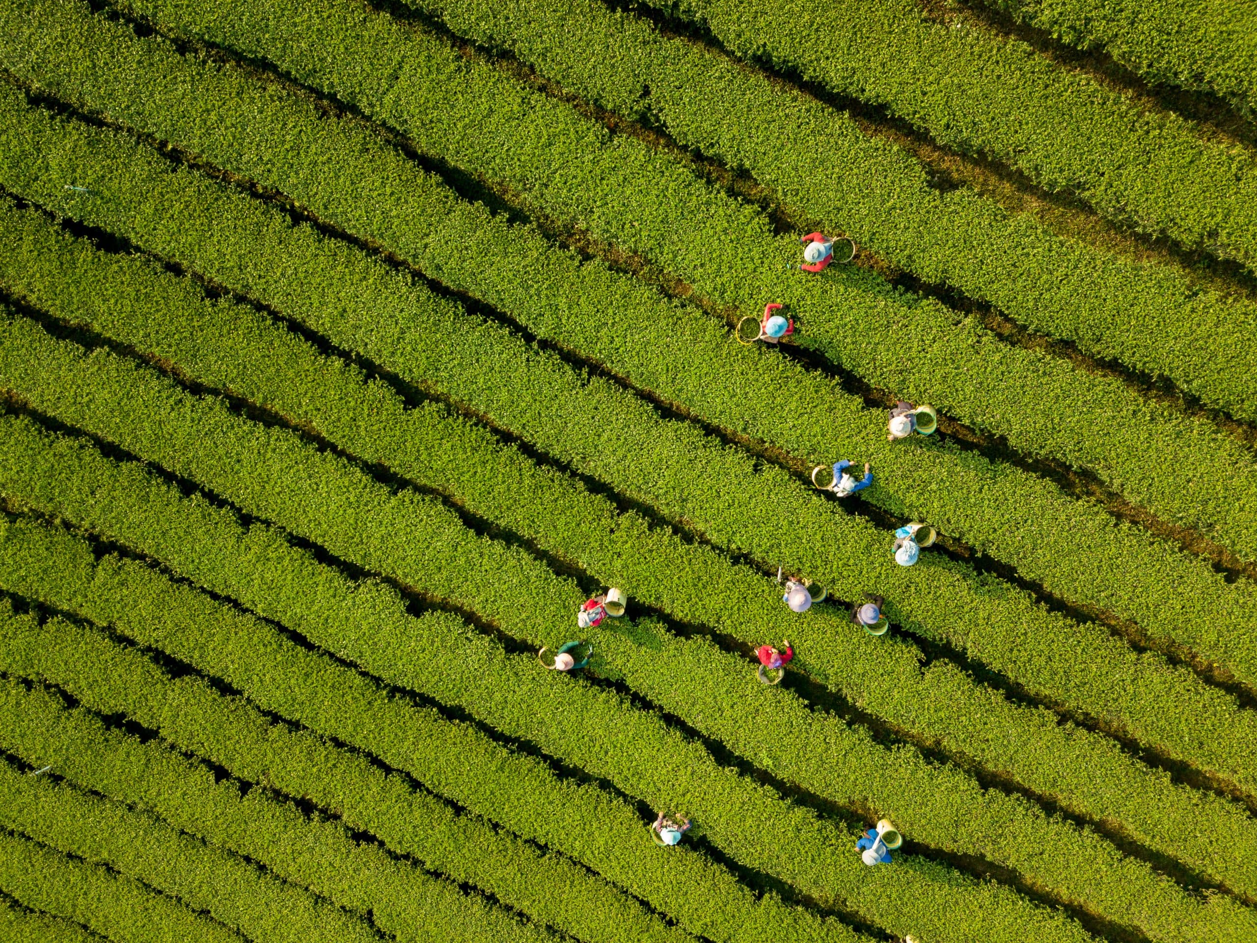 Aerial view of tea pickers working in vibrant green, striped fields, symbolizing productivity and the optimization of supply chains.